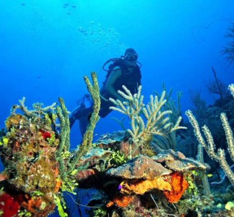 things to do in bahamas - andros barrier reef